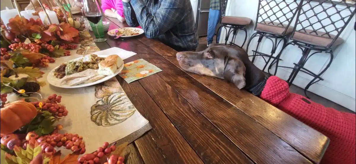 Arlo Has Chosen His Perfect Spot at the Table!