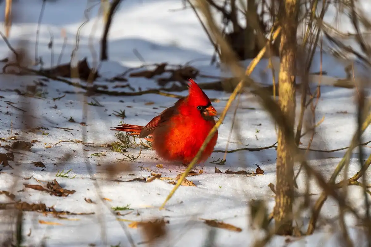 A bright red male cardinal stands in a snowy landscape, surrounded by bare branches and scattered leaves. The bird is the…