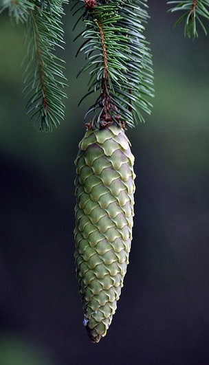 A close-up photograph of a green, unripe pine cone hanging from a branch with needle-like leaves. The cone is vertically…