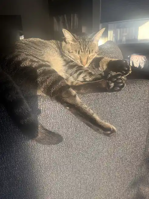 Ahoy, Captain Blackbeans at your service!