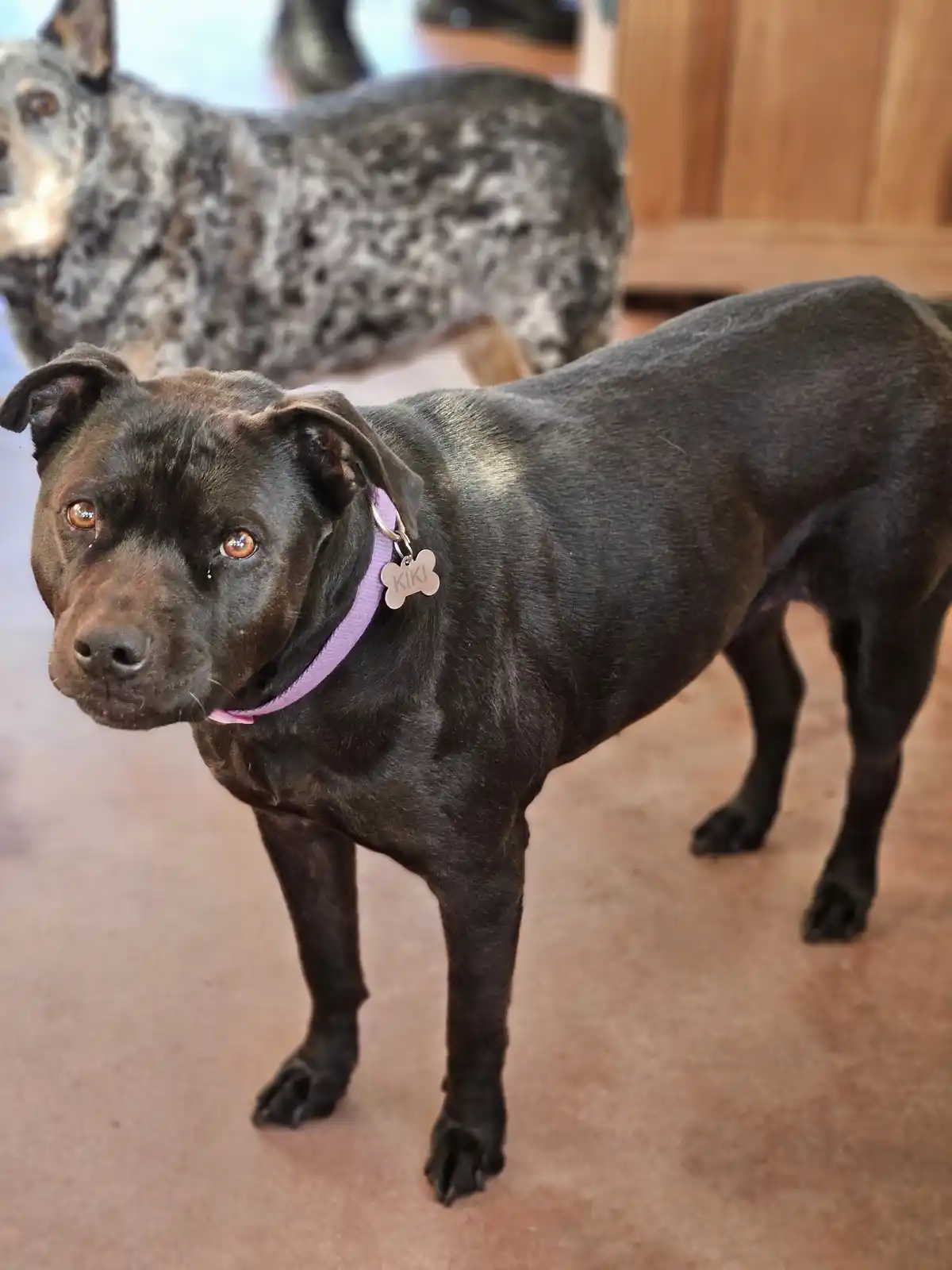 A black dog with a purple collar and a bone-shaped tag reading 'KIKI' stares directly at the camera with a sad, pleading…