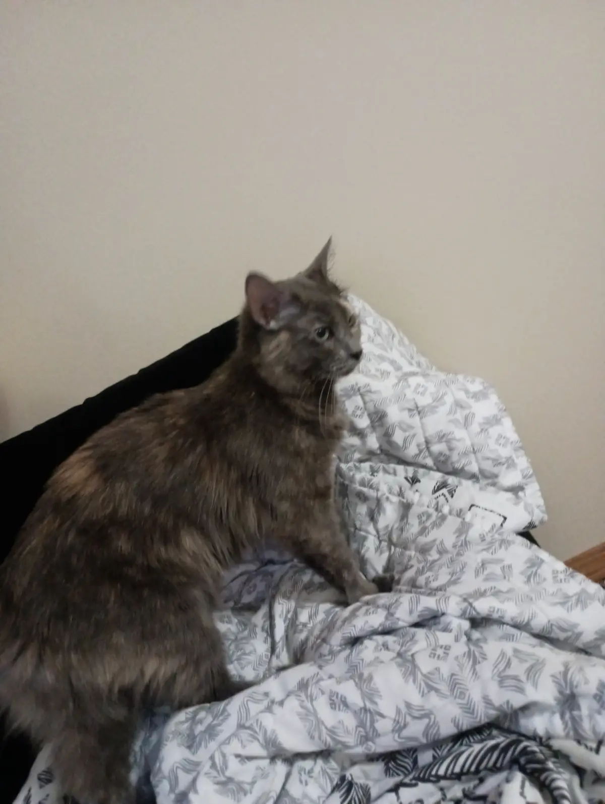 A long-haired, gray tabby cat sits alertly on a rumpled white and gray patterned blanket, looking off to the side with an…