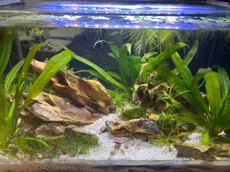 A well-lit aquarium filled with lush green aquatic plants, decorative rocks, and small red fish swimming near the bottom…