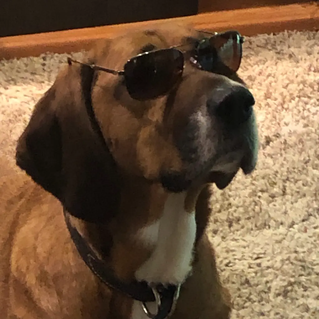 a close-up photo of a brown and white dog with floppy ears wearing dark aviator-style sunglasses, sitting on a light-colored…
