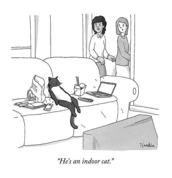 A black-and-white cartoon shows a black-and-white cat lounging lazily on a cluttered couch with a laptop, takeout container…