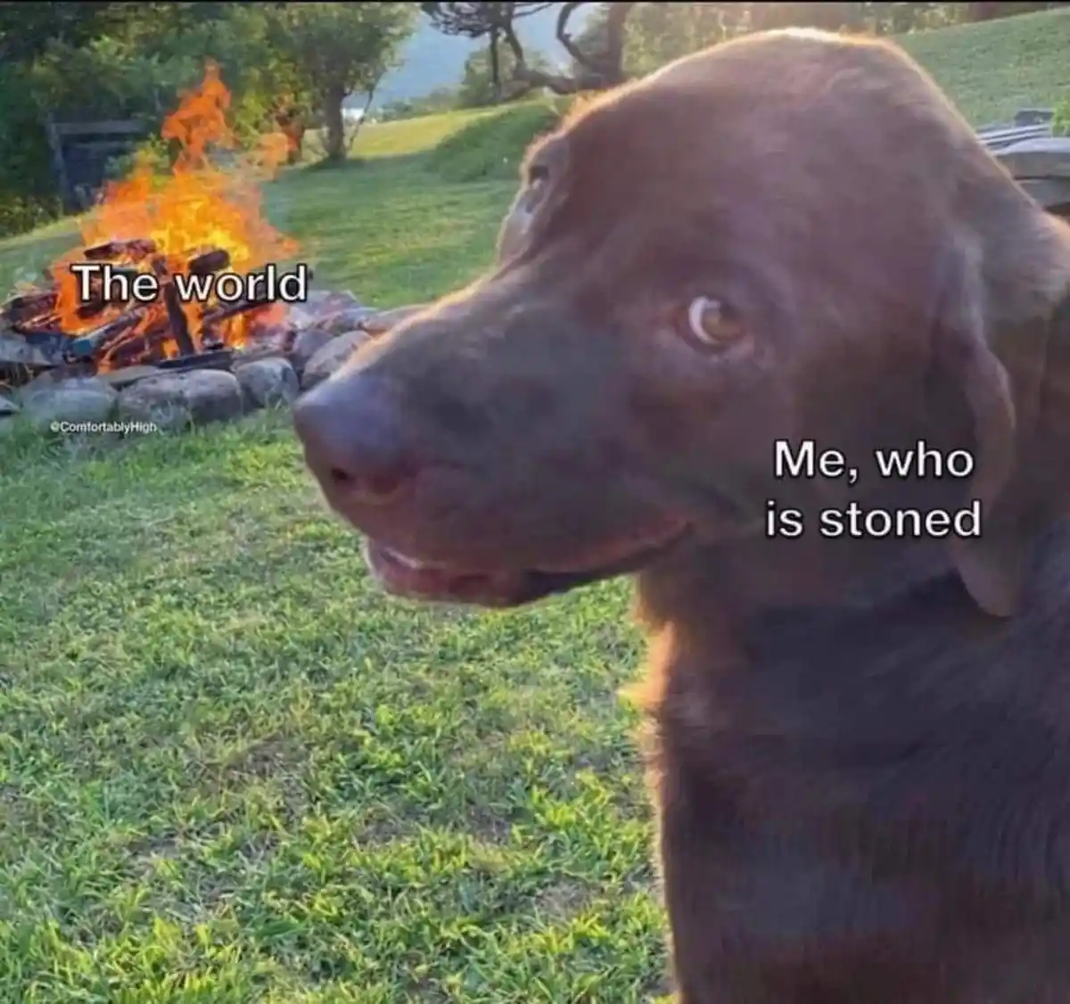 A chocolate Labrador Retriever sits in a grassy yard, looking slightly dazed and unimpressed. In the background, a campfire…
