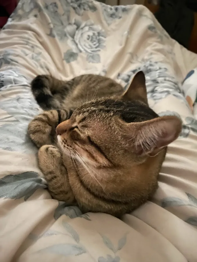 Just a cute cat moment