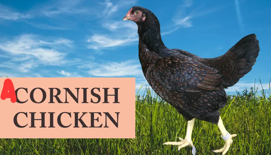 A black chicken with iridescent feathers stands in green grass under a blue sky with white clouds. A peach-colored text box…