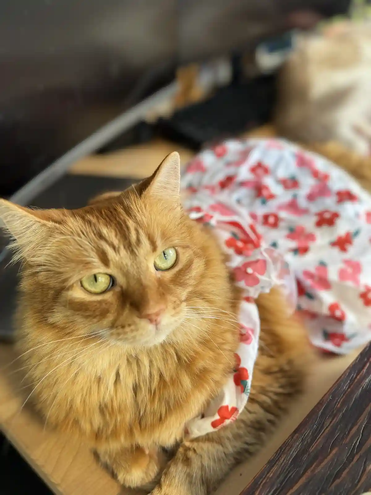 A fluffy ginger cat with green eyes stares directly at the camera while wearing a white dress with red floral patterns. The…