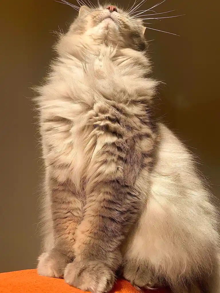 A fluffy, long-haired cat with grey and white fur sits upright on an orange surface, head tilted back with eyes closed and…