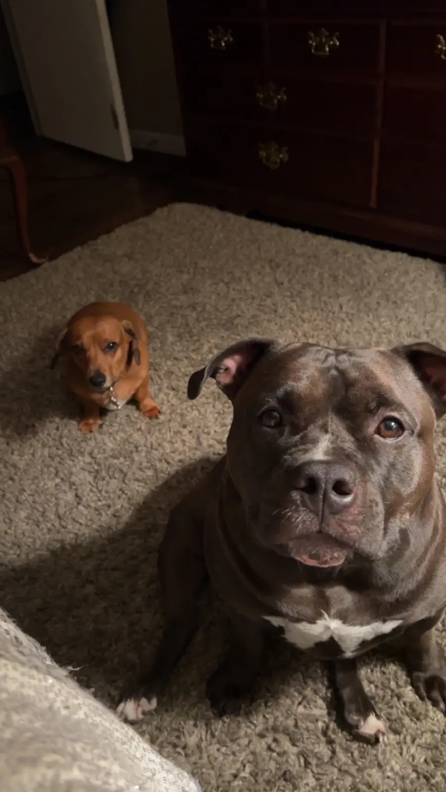 Dynamic Duo: Izzy and Scrappy Take the Spotlight
