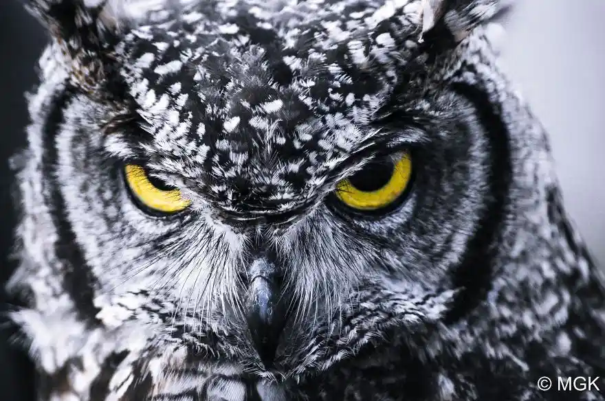A close-up photograph of a large owl with intense yellow eyes and mottled grey-and-white feathers, staring directly at the…