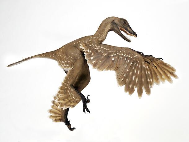 Imagine a PC Game Featuring Feathered Dinosaurs - What Do You Think?