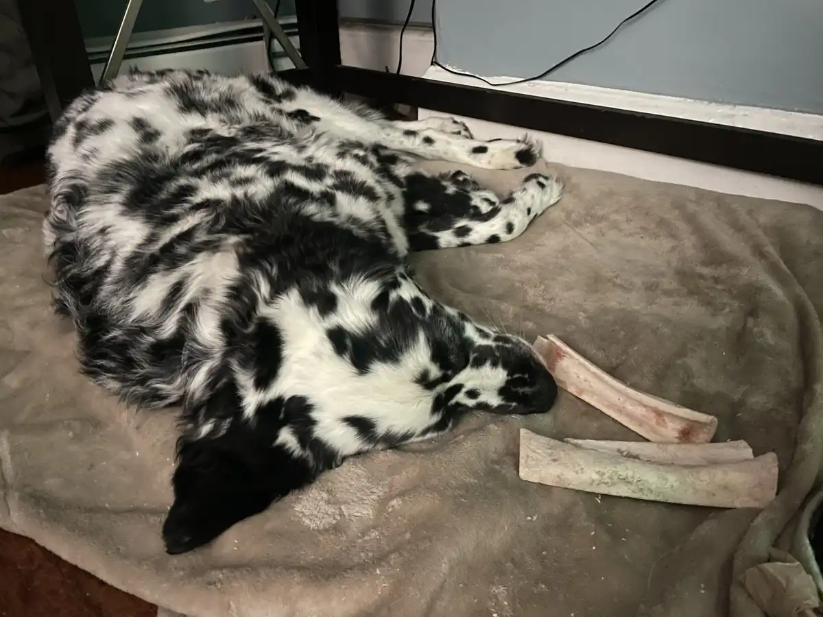 Professor's Nap Time: Guarding Those Marrow Bones