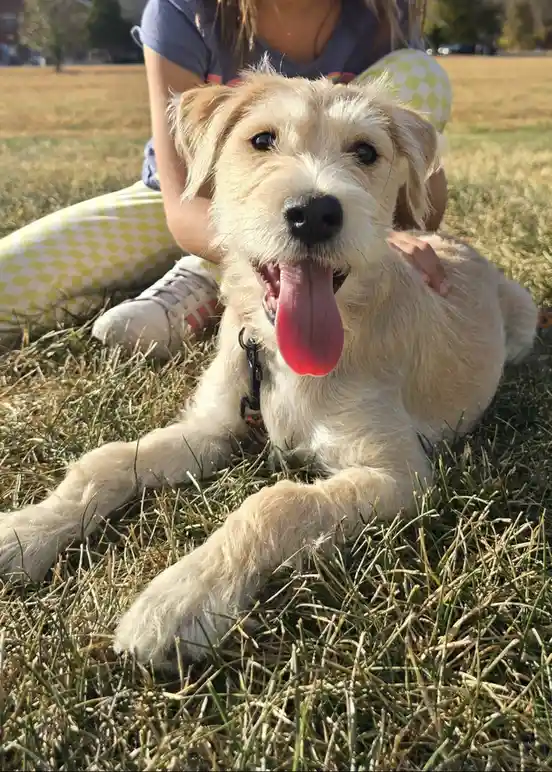 Adorable Doggy Moments