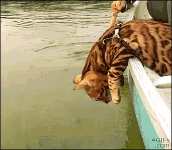 A Bengal cat wearing a harness leans over the edge of a small boat, intently watching and reaching for fish swimming in the…