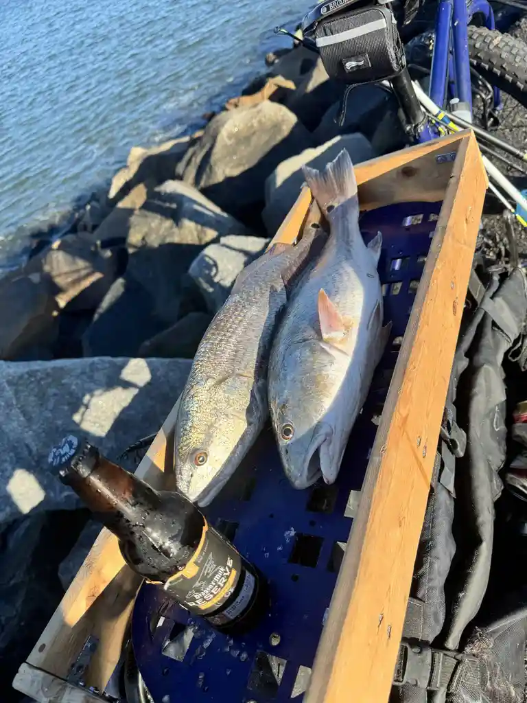 Two large fish lie side-by-side in a wooden crate next to a chilled beer bottle, with a rocky shoreline and water in the…