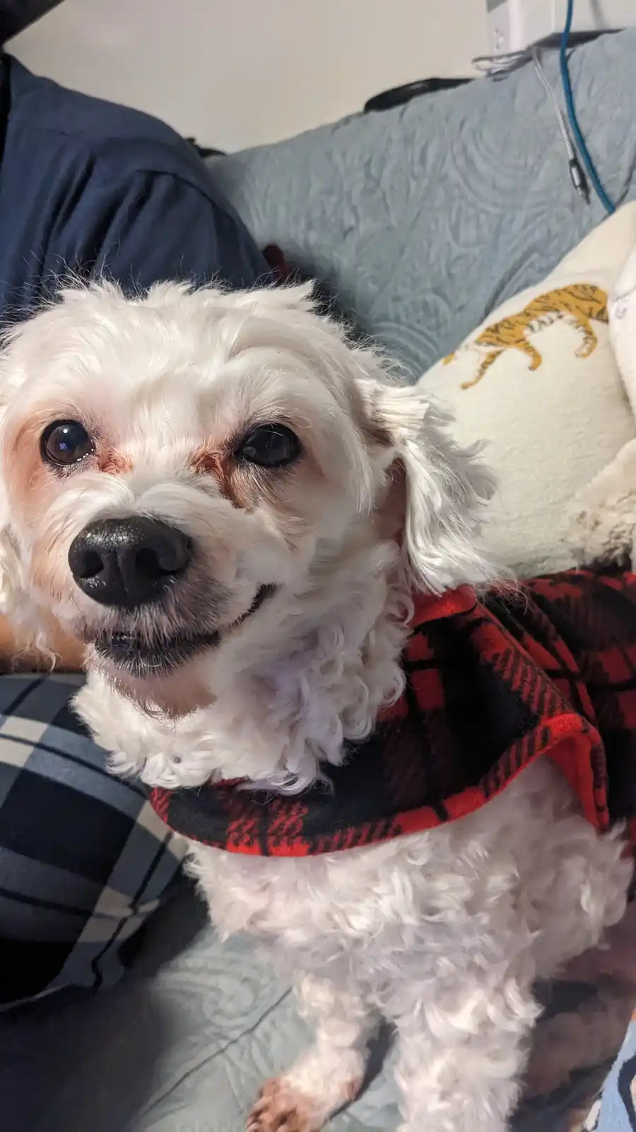 A small white fluffy dog with brown markings around its eyes and a red-and-black plaid vest sits on a couch, looking…