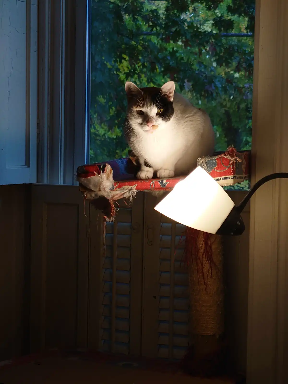 A calico cat sits calmly on a worn, colorful window perch, looking directly at the camera with a slightly unimpressed…