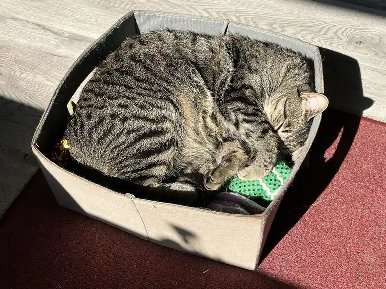 A tabby cat is curled up and sleeping inside a cardboard box placed on a red rug, with sunlight illuminating part of the…