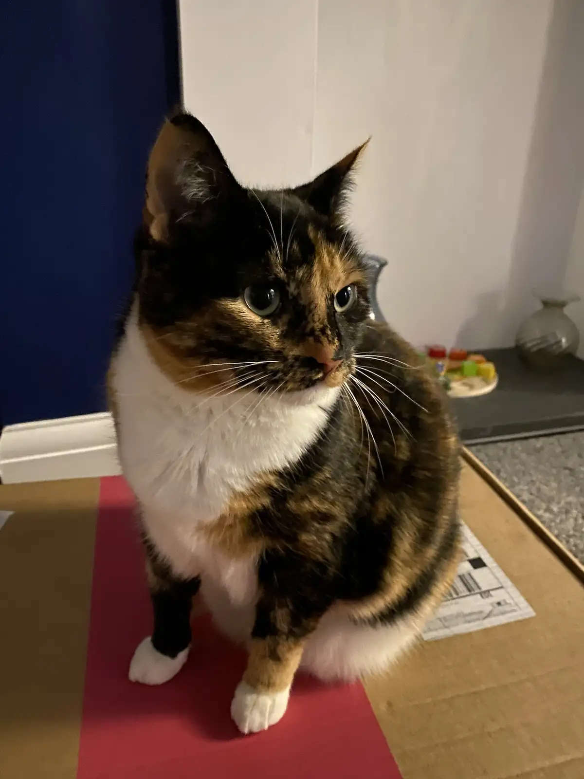 Crumble’s daily snapshot: a glimpse into his world