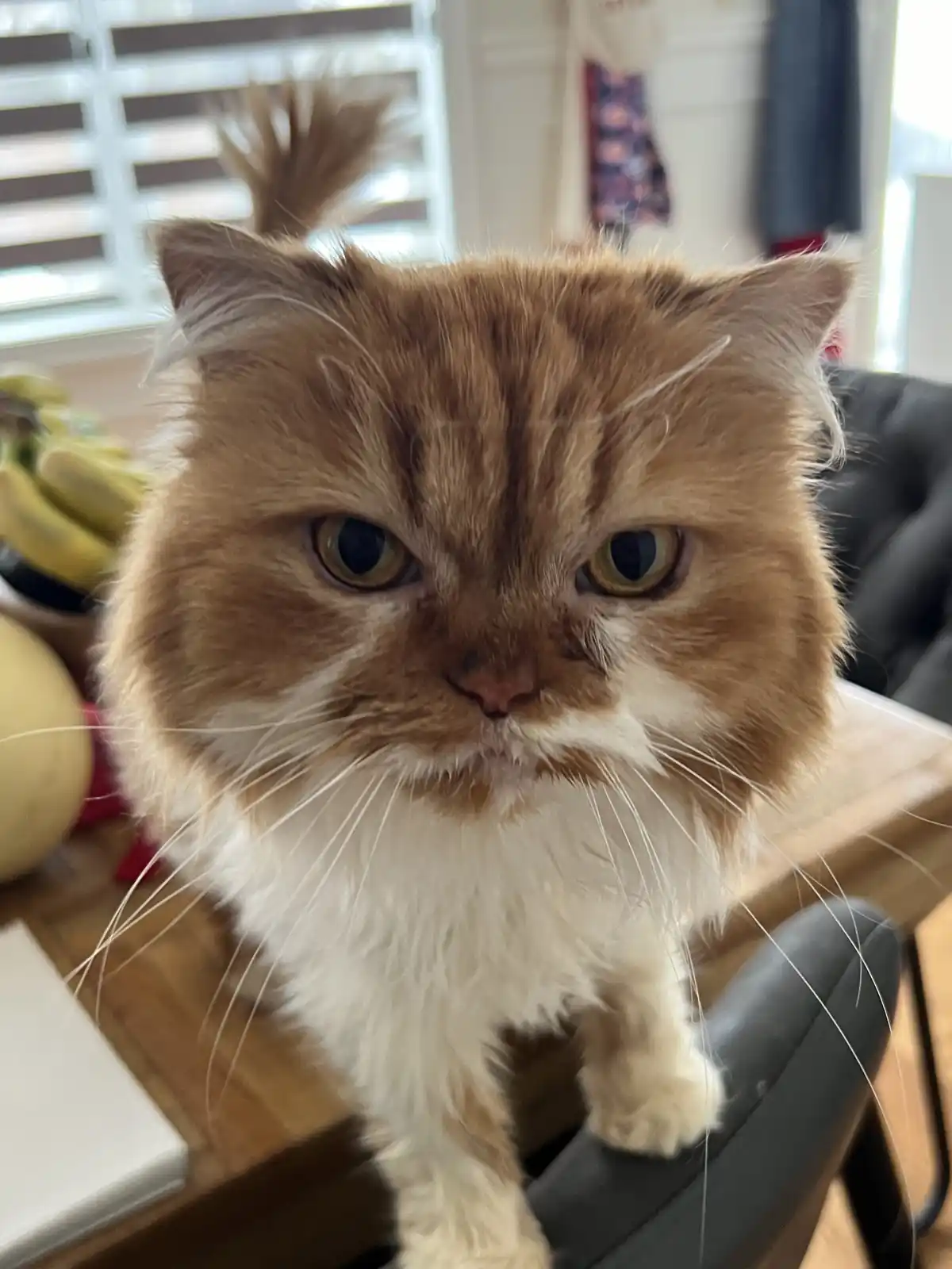 A fluffy, orange-and-white cat with a stern, unimpressed expression stares directly at the camera, its tail held upright…