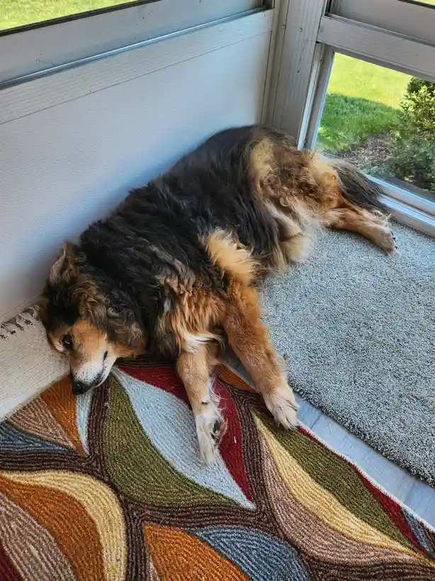 Peanut the Dog's Daily Adventures - Day 1531