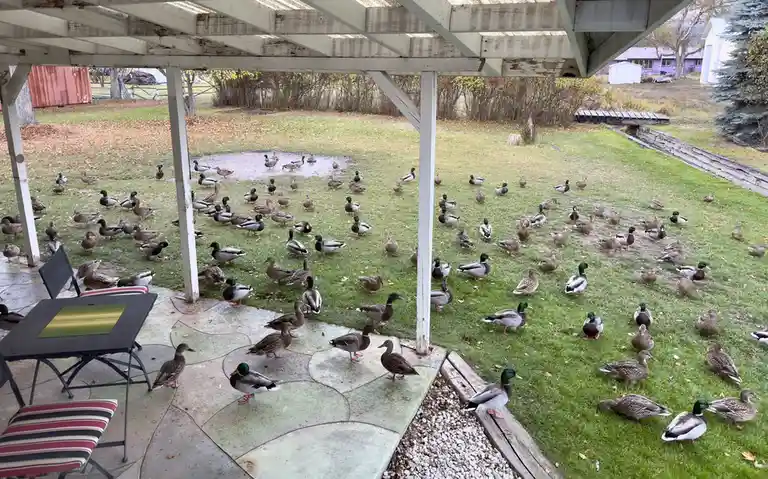 The Energetic Crowd at Duck Med