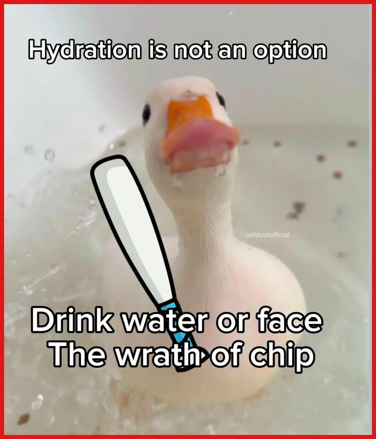 A close-up photo of a white duck with an orange beak, partially submerged in water with splashes around it, looking directly…