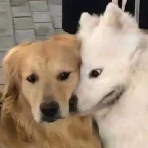 A golden retriever and a white fluffy dog are cuddling closely, with the golden retriever looking directly at the camera…