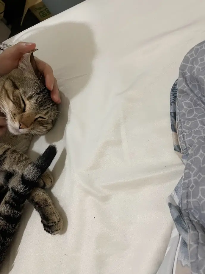 Adorable Feline Antics