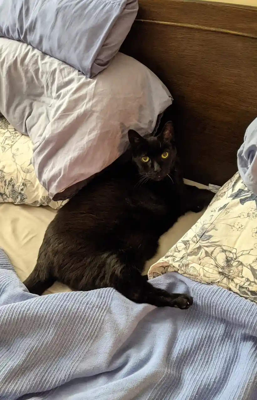 A black cat with bright yellow eyes lies sprawled on a bed, partially covered by a blue blanket and surrounded by pillows…