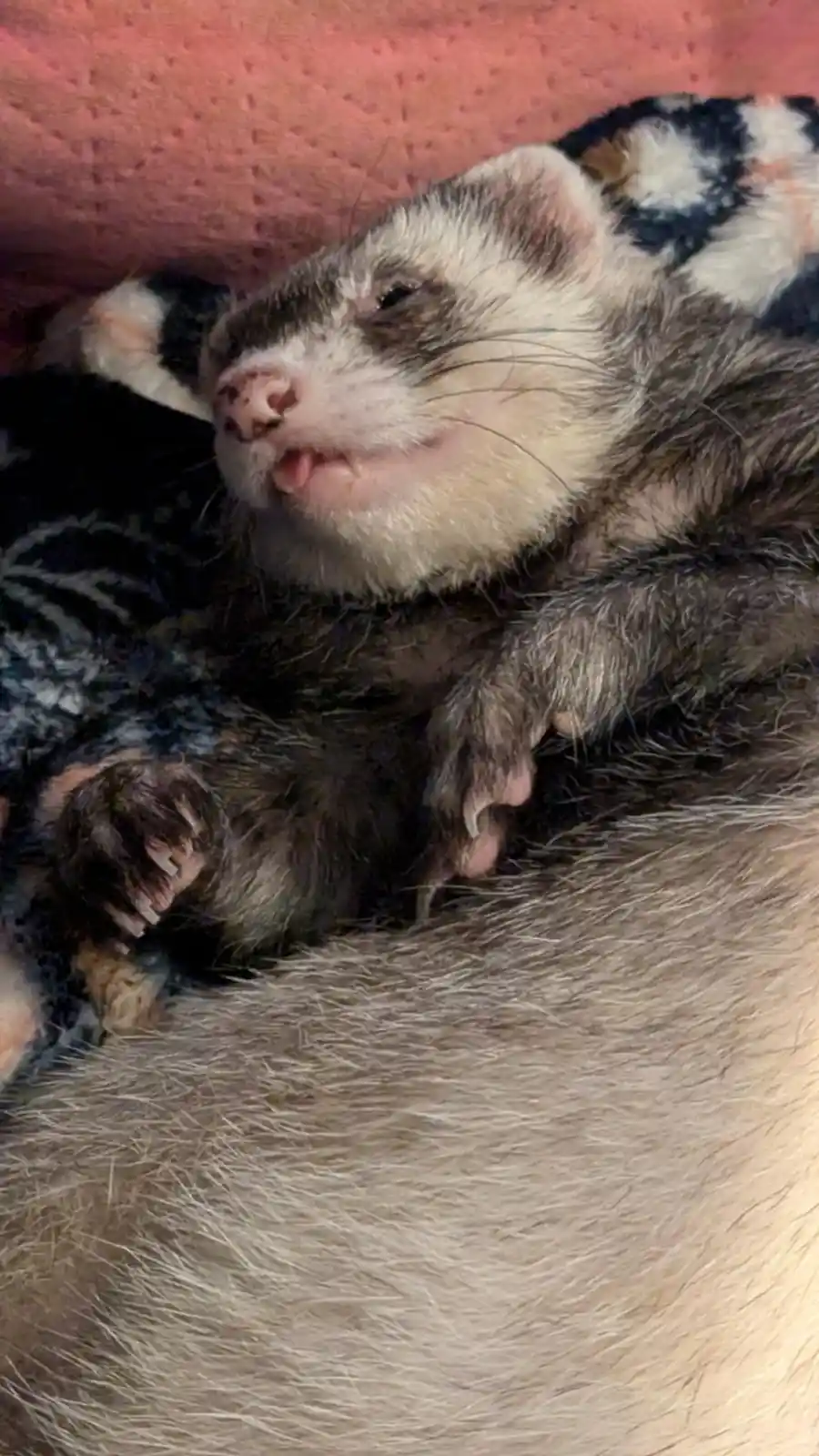 A close-up photo shows a ferret lying on its back on a soft, patterned blanket, appearing to be asleep or resting with its…
