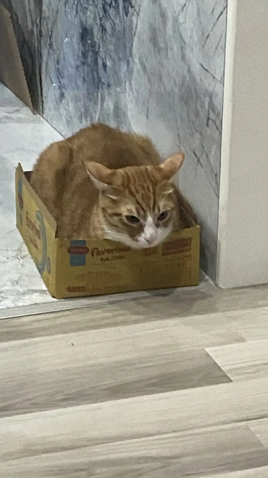 An orange tabby cat with a white muzzle is curled up inside a small yellow cardboard box, looking directly at the camera…