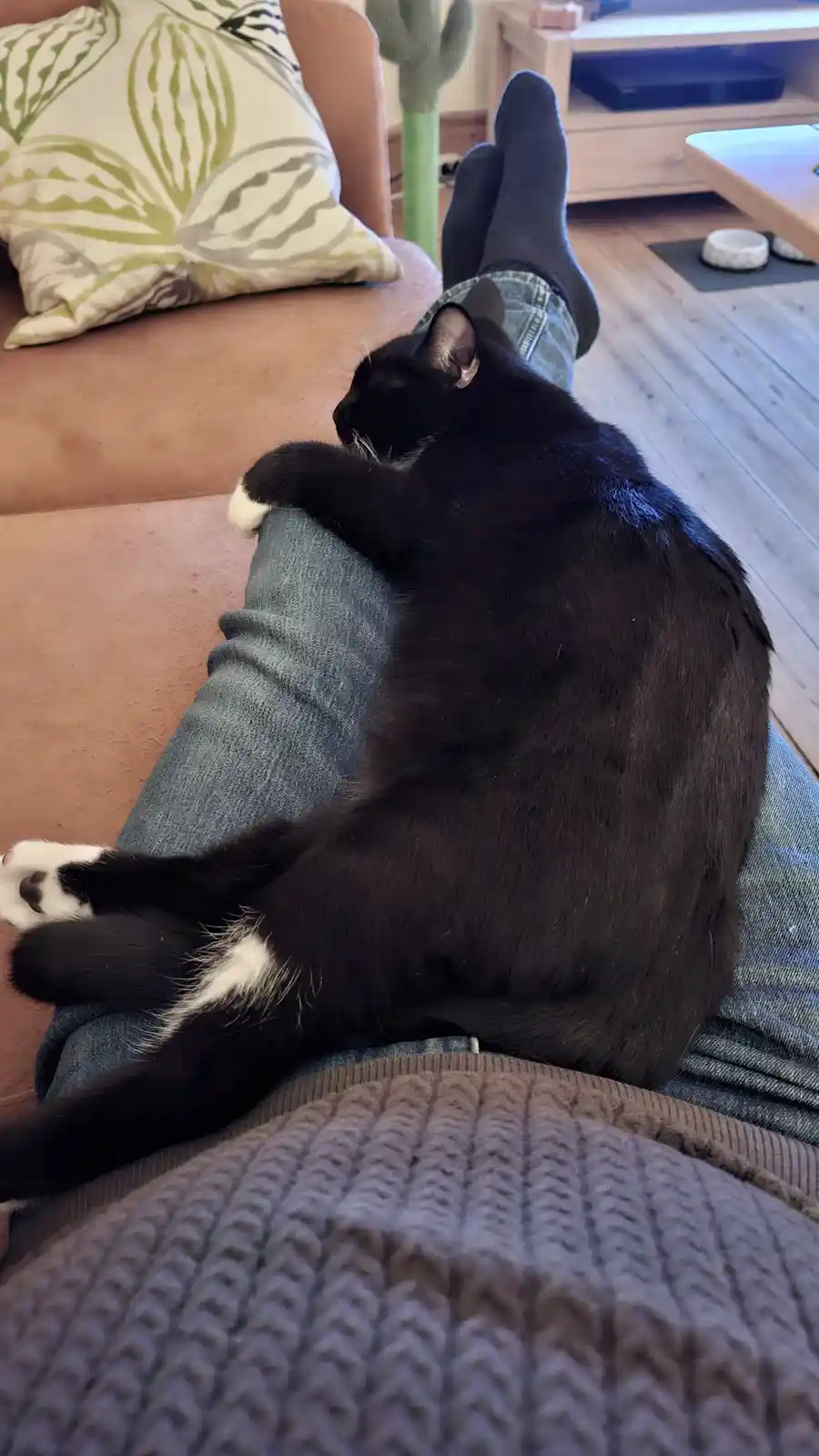 A black cat with white paws is curled up and sleeping on a person's lap, who is wearing jeans and socks and reclining on a…
