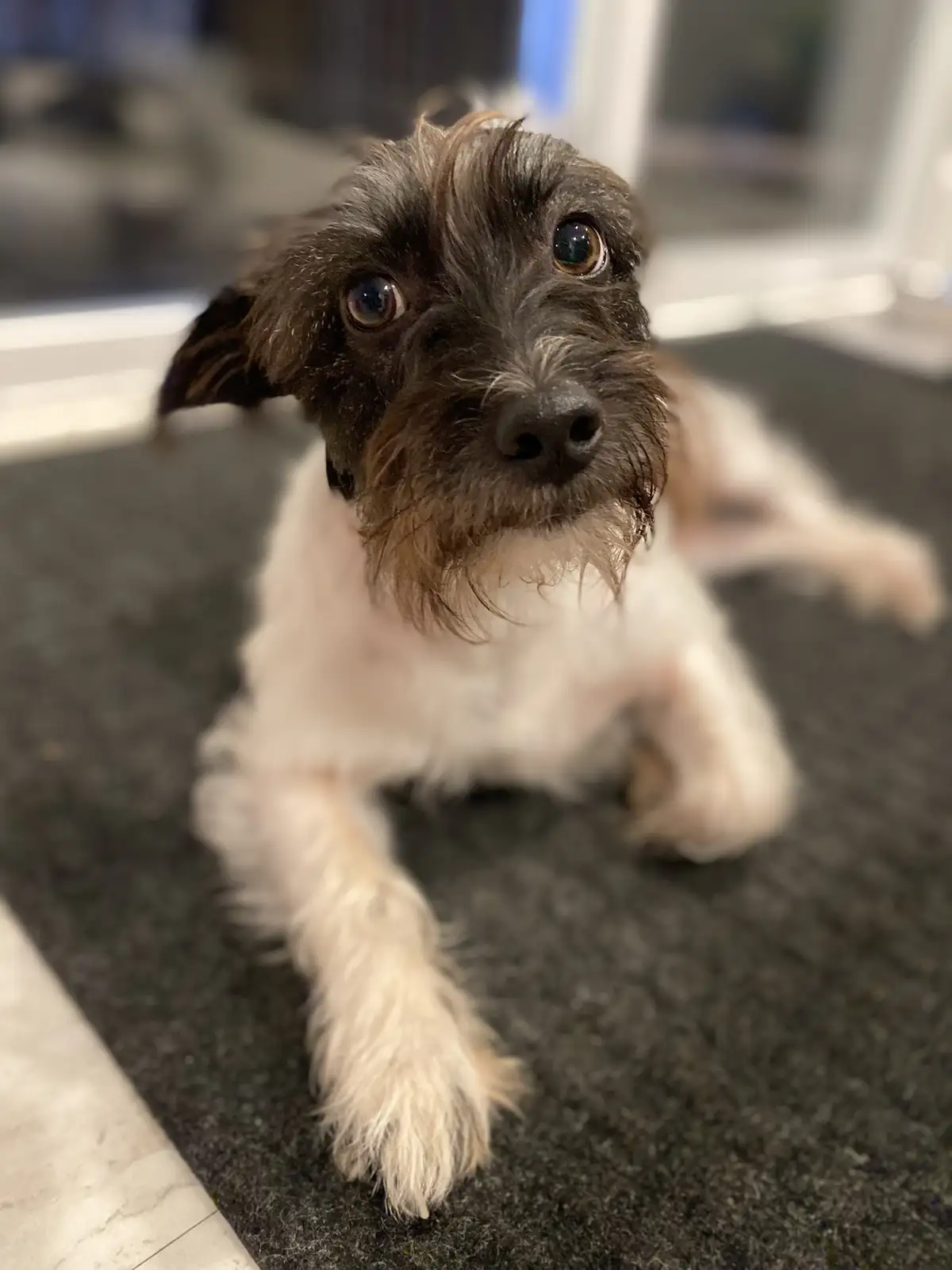 A small scruffy dog with dark and white fur lies on a dark gray rug, looking up with wide, pleading eyes. The text overlaid…