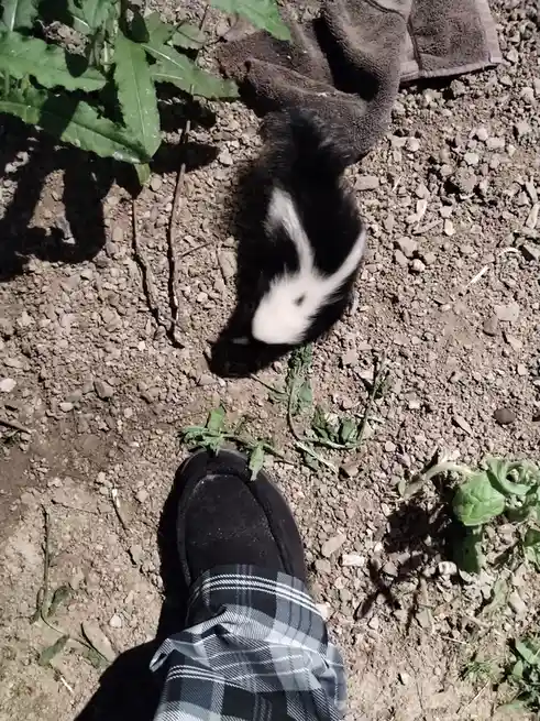 A person's foot in a black slipper and plaid pants is visible at the bottom of the frame, standing on gravelly dirt with…