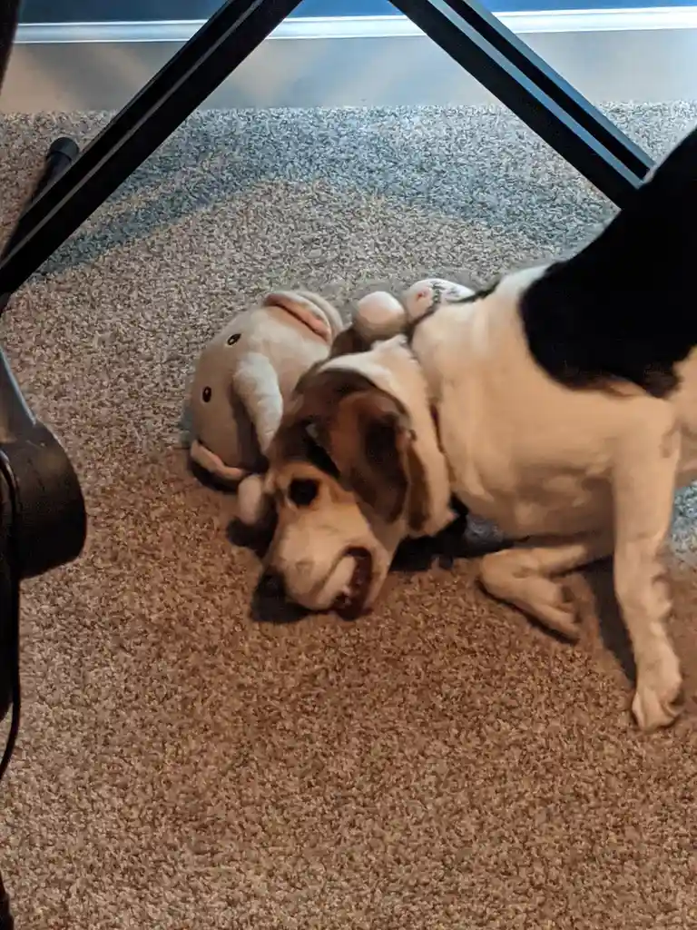A beagle dog with brown and white fur is lying on a beige carpet under a black metal table frame, playfully biting a plush…