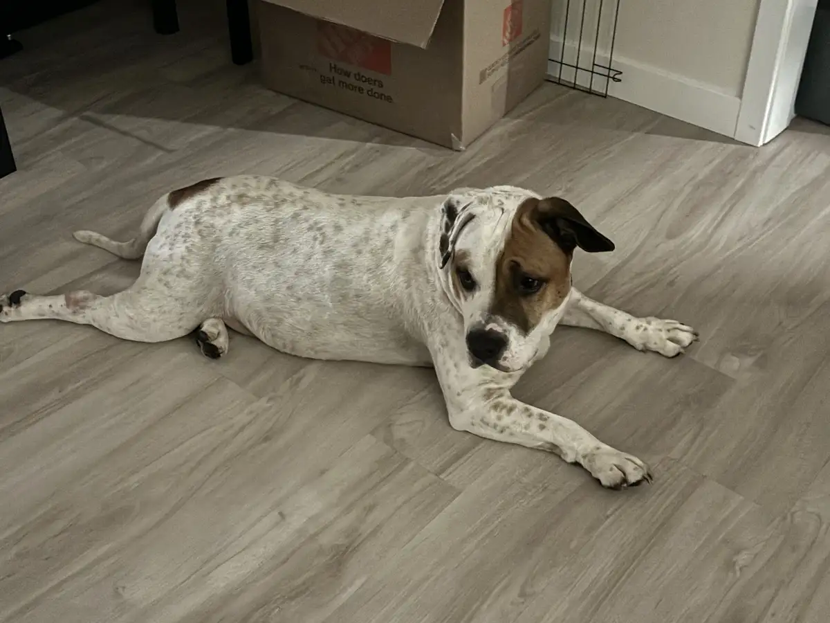 A white and brown spotted dog lies on a light wood floor, looking directly at the camera with a slightly weary or…