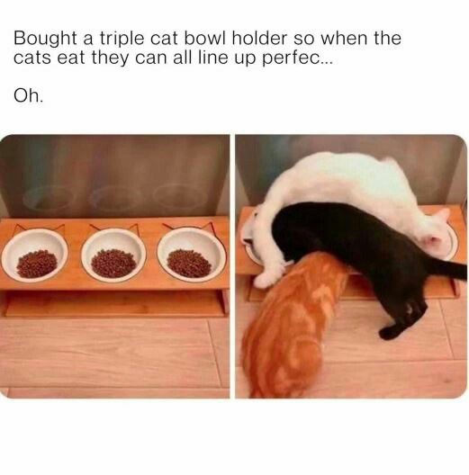 The image shows a split-screen: left side displays a wooden triple-cat-bowl holder with three empty bowls, right side shows…