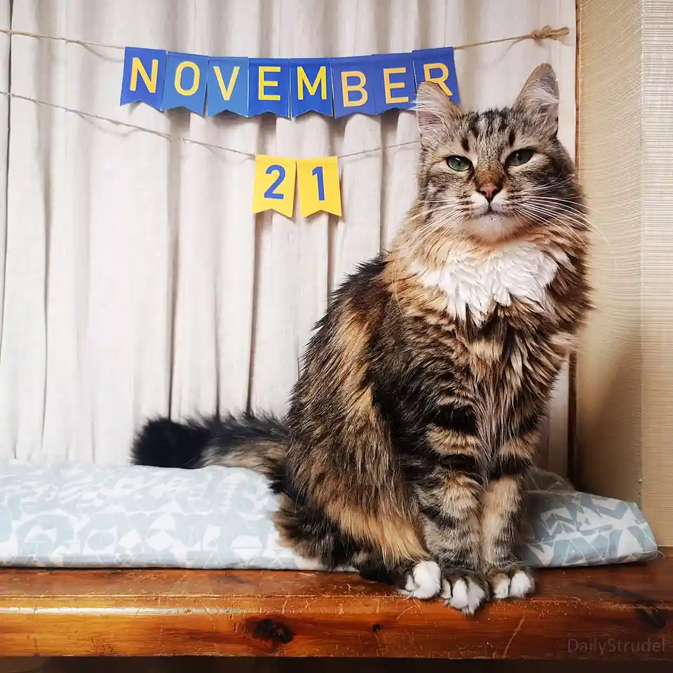 A fluffy tabby cat with a white ruff sits regally on a wooden surface atop a patterned cushion, looking directly at the…
