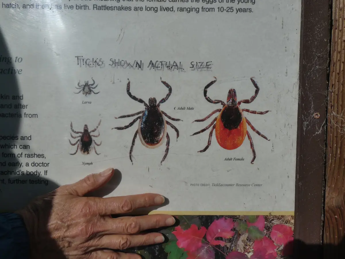A hand is placed next to a public information sign showing illustrations of ticks labeled 'Larva', 'Nymph', 'Adult Male'…
