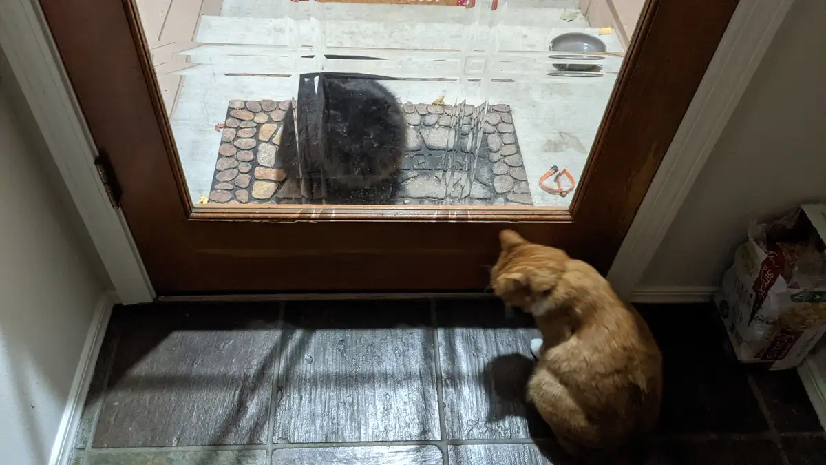 An orange cat sits on a tiled floor inside, looking out through a glass door at a black cat outside on a stone patio. The…