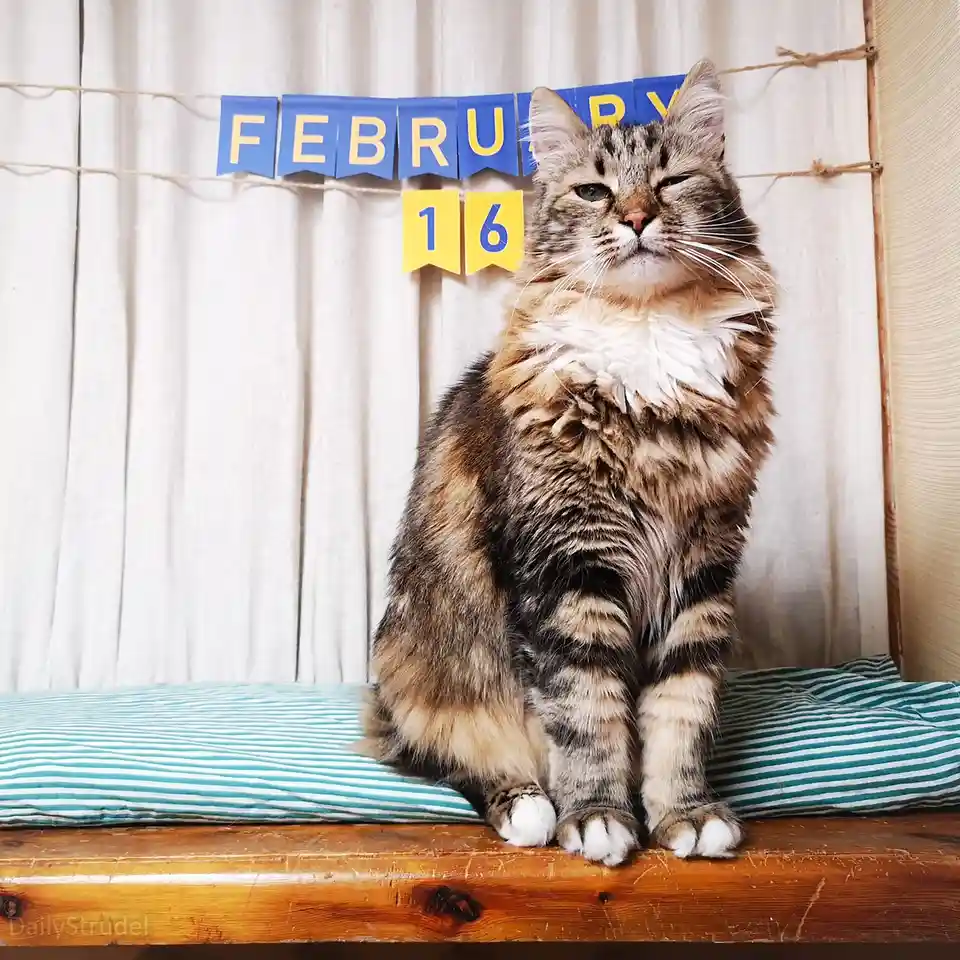 A fluffy tabby cat sits regally on a wooden surface atop a striped cushion, looking smugly at the camera. Behind it, a…
