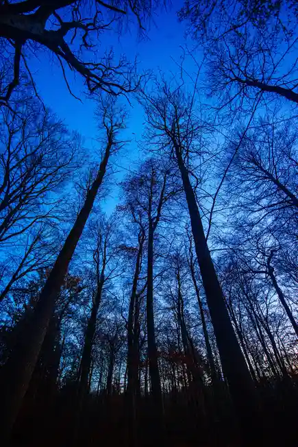 A low-angle shot of bare tree trunks and branches silhouetted against a deep blue twilight sky, with the overlaid text 'i'm…