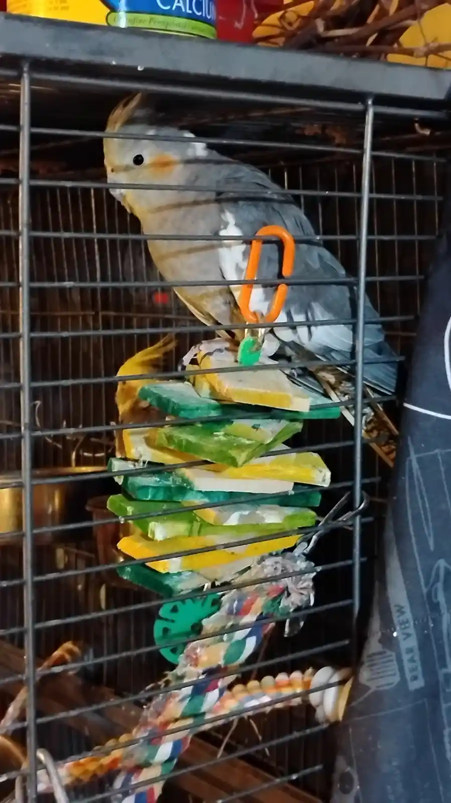 A grey and yellow cockatiel perched inside a metal cage, gripping an orange carabiner attached to a colorful, layered bird…