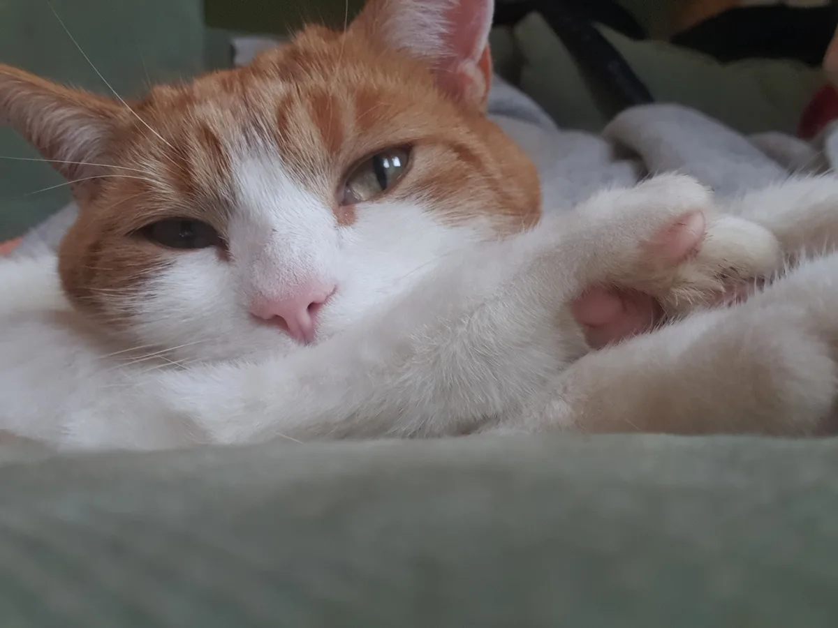 The Magic of Beans!