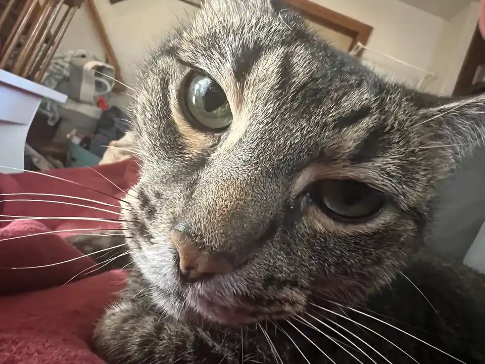 A close-up photo of a tabby cat with one wide, startled eye and one droopy, unimpressed eye, resting on a red blanket. The…