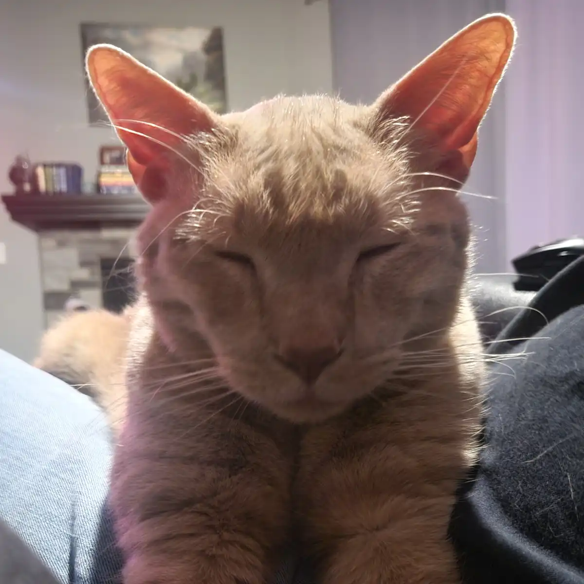 A light brown cat with its eyes closed is resting comfortably on a person's lap, which is covered in denim jeans. The cat's…