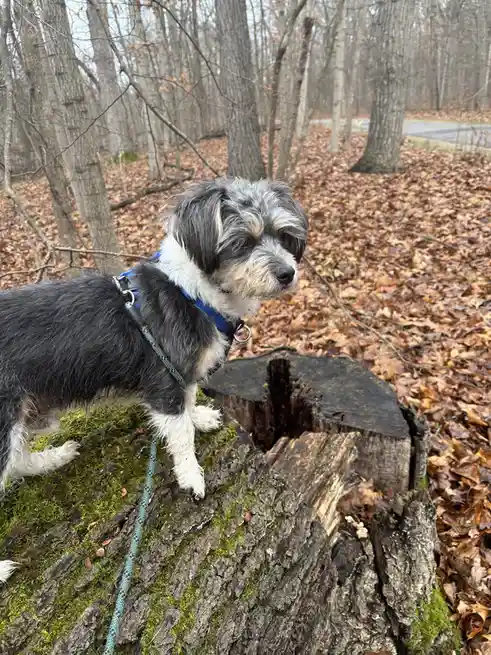 Rigby Ragazzo: Today's Adventures